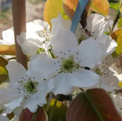 Nashi Nijiseiki Pyrus Pyrifolia `Nijiseiki´ -Pflanzenhof-online Geschäft nijiseiki