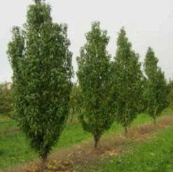 Säulen-Pfirsich `Ellora´ Prunus Persica `Ellora´ 6 Säulen-Pfirsich `Ellora´ Prunus Persica `Ellora´ -Pflanzenhof-online Geschäft pfirsich ellora baeume