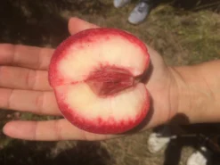 Säulen-Pfirsich `Ellora´ Prunus Persica `Ellora´ 7 Säulen-Pfirsich `Ellora´ Prunus Persica `Ellora´ -Pflanzenhof-online Geschäft pfirsich ellora frucht1