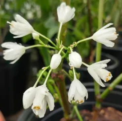 Rispen-Pimpernuss Staphylea Pinnata 7 Rispen-Pimpernuss Staphylea Pinnata -Pflanzenhof-online Geschäft pimpernuss2