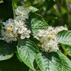 Erlenblättrige Eberesche `Red Bird´ Sorbus Alnifolia `Red Bird´ 6 Erlenblättrige Eberesche `Red Bird´ Sorbus Alnifolia `Red Bird´ -Pflanzenhof-online Geschäft red bird 2