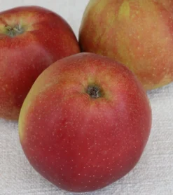 Roter Boskoop Malus Domestica -Pflanzenhof-online Geschäft roter boskoop