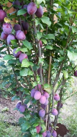 Rote Säulen-Mirabelle `Ruby´ Wurzelnackt Prunus Domestica Subsp. Syriaca `Ruby´ 6 Rote Säulen-Mirabelle `Ruby´ Wurzelnackt Prunus Domestica Subsp. Syriaca `Ruby´ -Pflanzenhof-online Geschäft ruby2a0Cx9InYDY0Pl