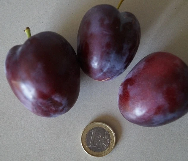 Rote Säulen-Mirabelle `Ruby´ Wurzelnackt Prunus Domestica Subsp. Syriaca `Ruby´ 2 Rote Säulen-Mirabelle `Ruby´ Wurzelnackt Prunus Domestica Subsp. Syriaca `Ruby´ – Bild 2