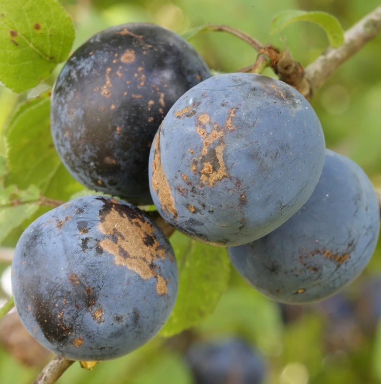 Haferschlehe Halbstamm Wurzelnackt Prunus Domestica Susp. Insititia 1 Haferschlehe Halbstamm Wurzelnackt Prunus Domestica Susp. Insititia