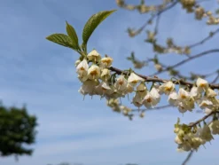 Schneeglöckchenbaum Halesia Carolina -Pflanzenhof-online Geschäft schneegl ckchenbaum2