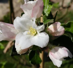 Säulenapfel Spurkoop Malus Domestica `Spurkoop´ 4 Säulenapfel Spurkoop Malus Domestica `Spurkoop´ -Pflanzenhof-online Geschäft spurkoop