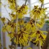 Zaubernuss `Arnold Promise´ Hamamelis X Intermedia `Arnold Promise´