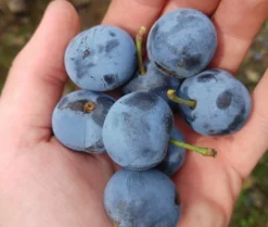 Zibarte Voraussichtlich Ab Juni/Juli Wieder Verfügbar 6 Zibarte Voraussichtlich Ab Juni/Juli Wieder Verfügbar -Pflanzenhof-online Geschäft zibarte 22