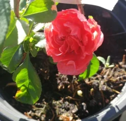 Zierquitte `Pink Storm´ Chaenomeles Japonica `Pink Storm´ -Pflanzenhof-online Geschäft zierquitte chaenomeles pink storm