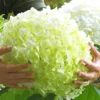 Garten-Hortensie `Incrediball®´ Hydrangea Arborescens