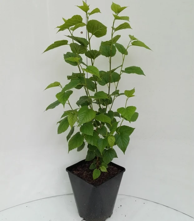 Kompakt Wachsende Maulbeere `Mulle´ Morus Acidosa `Mulle´ 2 Kompakt Wachsende Maulbeere `Mulle´ Morus Acidosa `Mulle´ – Bild 2