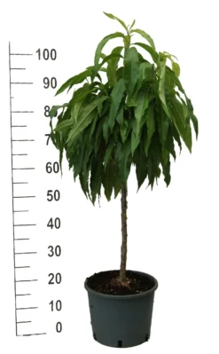 Zwergpfirsich `Bonanza´ Prunus Persica -Pflanzenhof-online Geschäft zwergpfirsich weiss