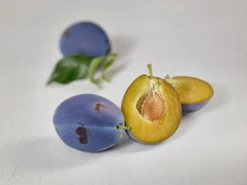 Haganta (S) Prunus Domestica `Haganta´ 11 Haganta (S) Prunus Domestica `Haganta´ -Pflanzenhof-online Geschäft zwetschge haganta g